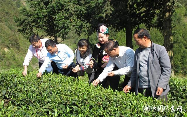 作家们在脚尧村茶园体验采茶技艺